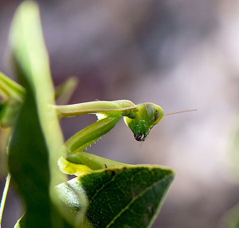 Sitting on the leaf of the bay .. - Australian Green Mantis  Australia,Australian Green Mantis,Fall,Geotagged,Orthodera ministralis