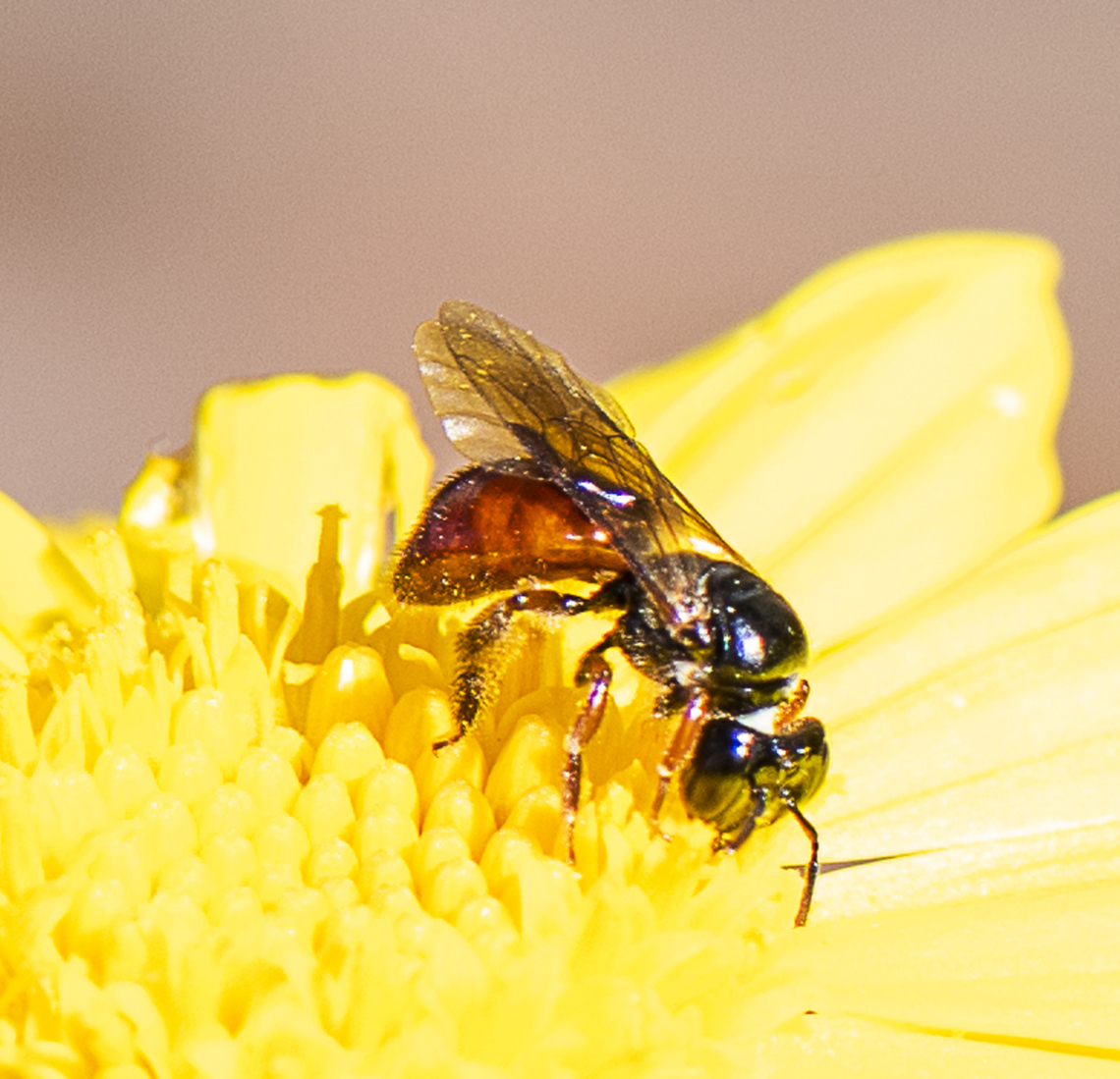 Reed Bee - Exoneura bicolor  Australia,Exoneura bicolor,Fall,Geotagged,Reed Bee