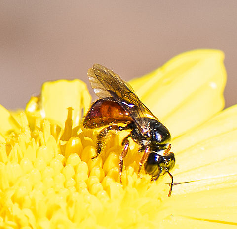 Reed Bee - Exoneura bicolor  Australia,Exoneura bicolor,Fall,Geotagged,Reed Bee