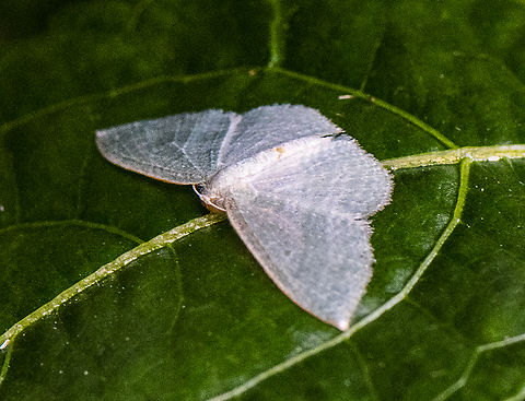 Native Cranberry Moth - Poecilasthena pulchraria  Australia,Fall,Geotagged,Native Cranberry Moth,Poecilasthena pulchraria