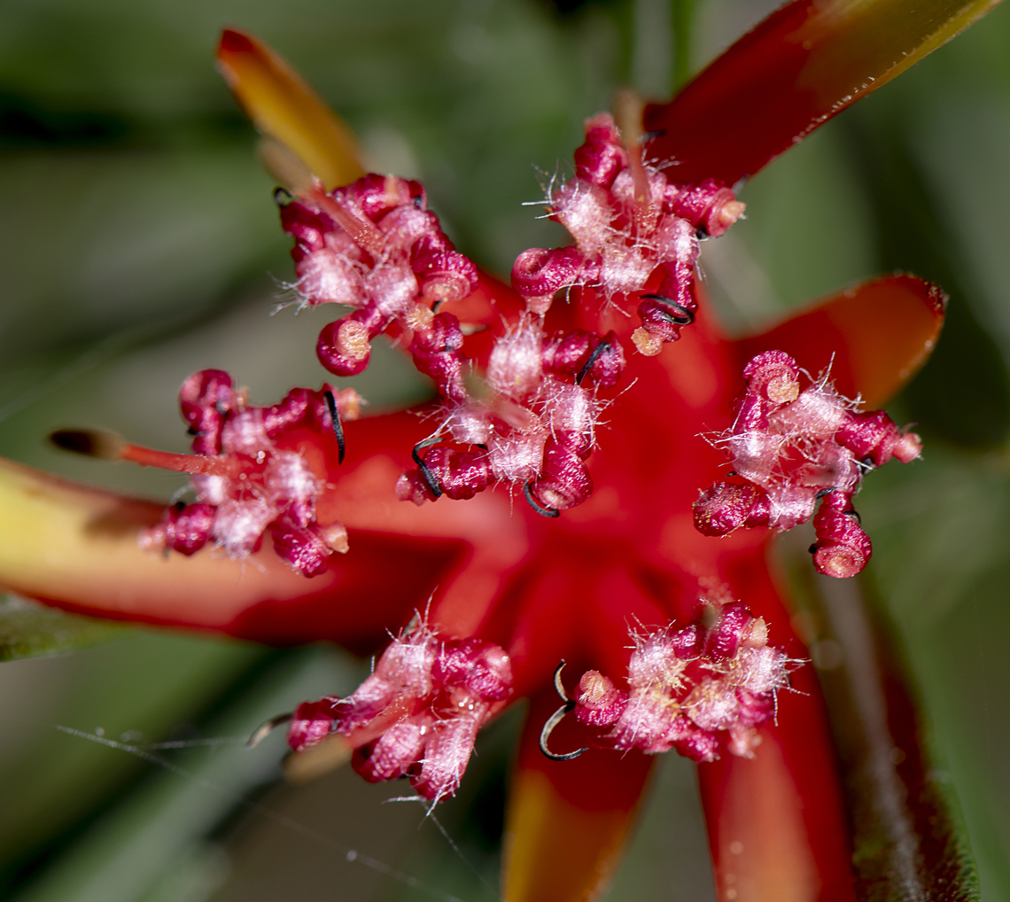 Lambertia Formosa  Australia,Fall,Geotagged,Lambertia formosa,Mountain Devil