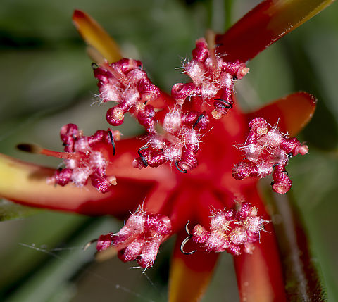 Lambertia Formosa  Australia,Fall,Geotagged,Lambertia formosa,Mountain Devil