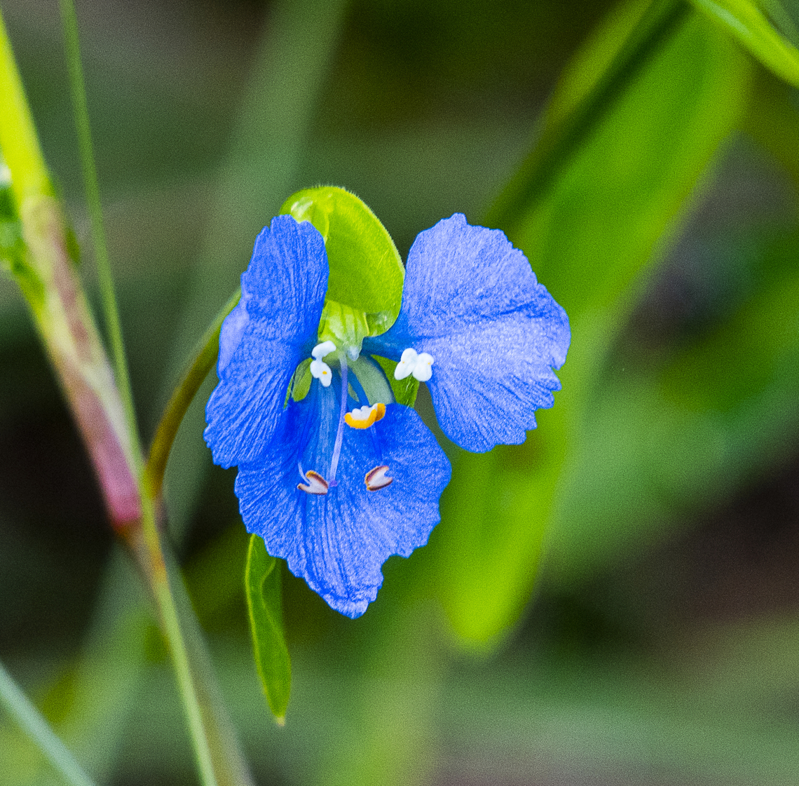 Climbing Dayflower  Australia,Climbing dayflower,Commelina diffusa,Fall,Geotagged