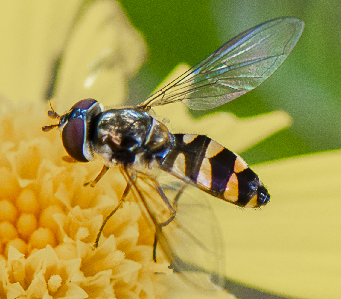 Melangyna damastor  Australia,Common Halfband,Fall,Geotagged,Melangyna damastor,Melangyna viridiceps