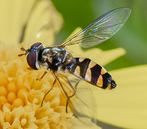 Melangyna damastor  Australia,Common Halfband,Fall,Geotagged,Melangyna damastor,Melangyna viridiceps