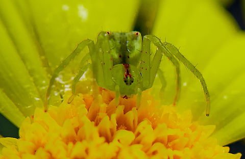 Sidymella rubrosignata - Two spotted crab spider  Australia,Fall,Geotagged,Sidymella rubrosignata