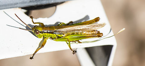 Bermius brachycerus  Australia,Bermius brachycerus,Fall,Geotagged