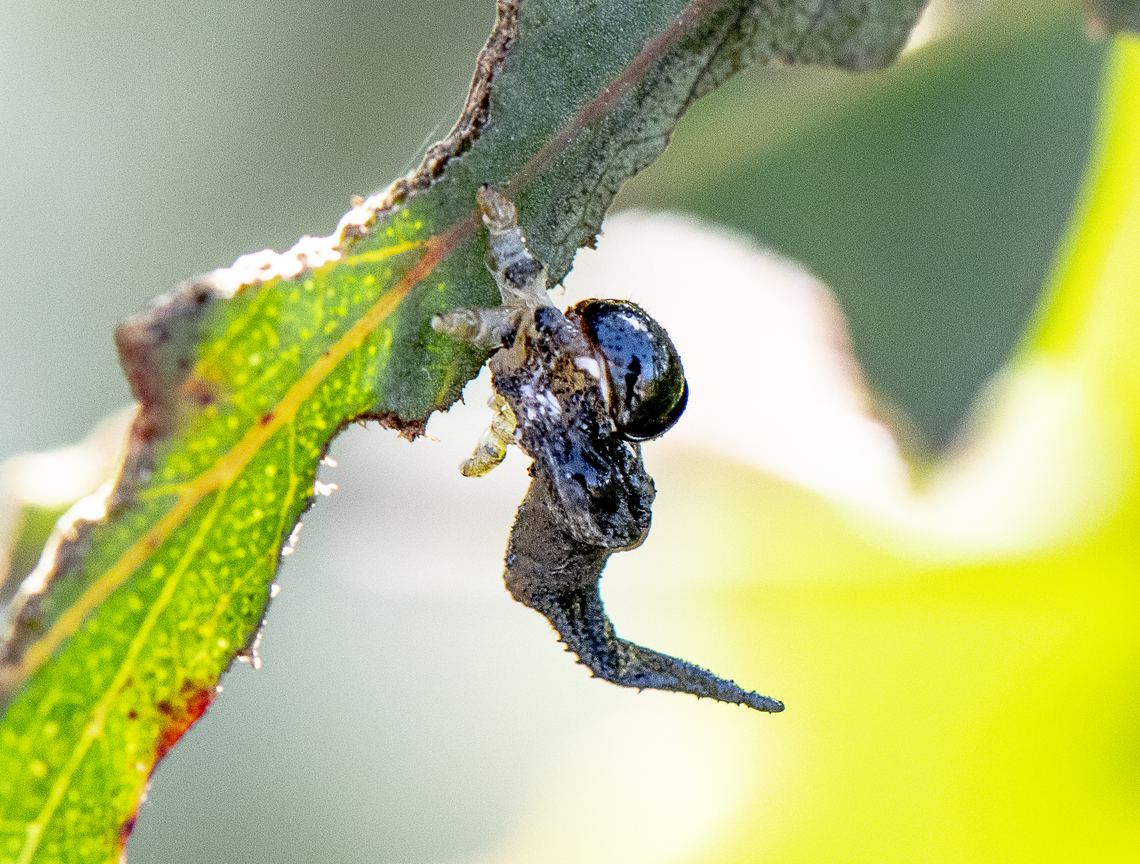 Sawfly larva ?  Australia,Fall,Geotagged