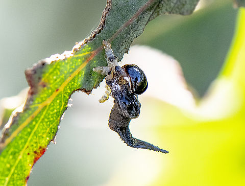 Sawfly larva ?  Australia,Fall,Geotagged