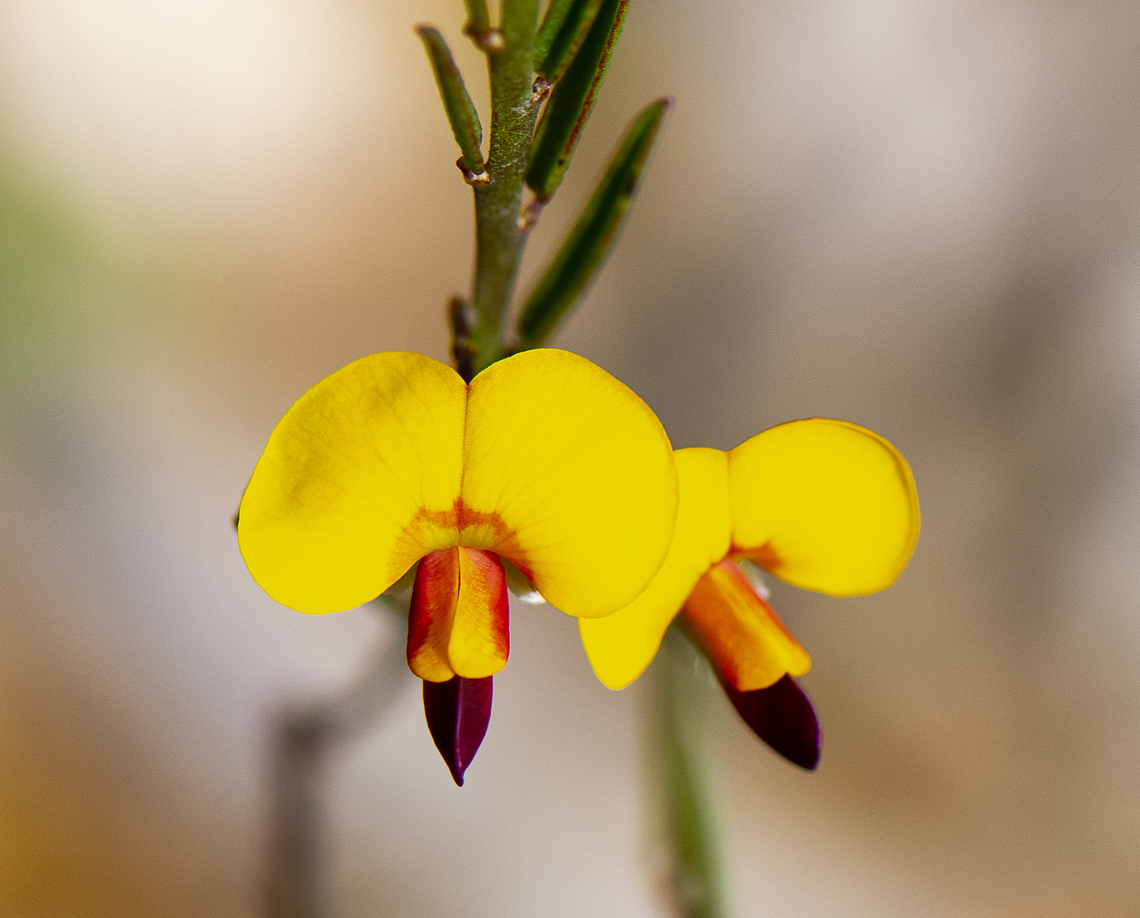 Variable Bossiaea - Bossiaea heterophylla  Australia,Bossiaea heterophylla,Fall,Geotagged,Variable Bossiaea