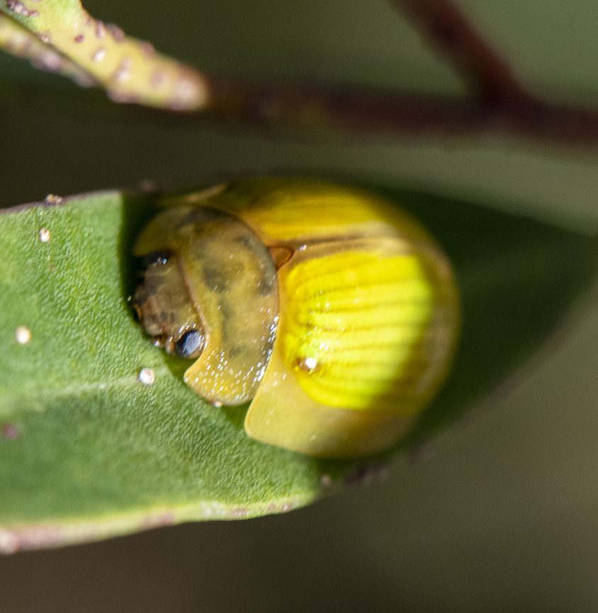 Leaf Beetle - Paropsisterna hectica  Australia,Fall,Geotagged,Paropsisterna hectica
