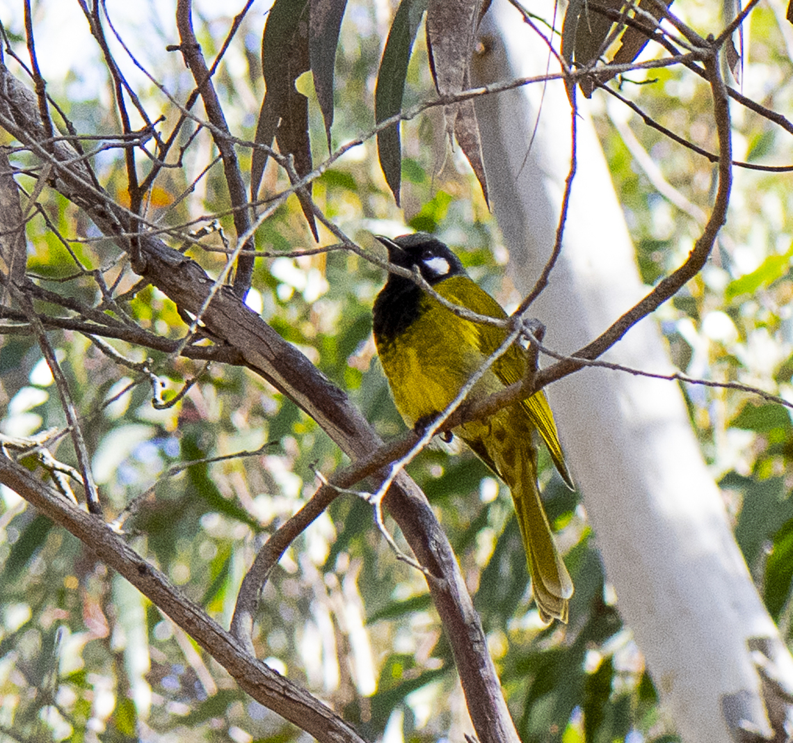 White-eared honeyeater  Australia,Fall,Geotagged,Nesoptilotis leucotis,White-eared honeyeater