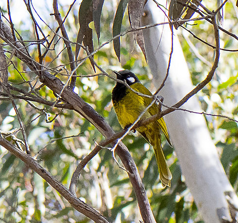 White-eared honeyeater  Australia,Fall,Geotagged,Nesoptilotis leucotis,White-eared honeyeater
