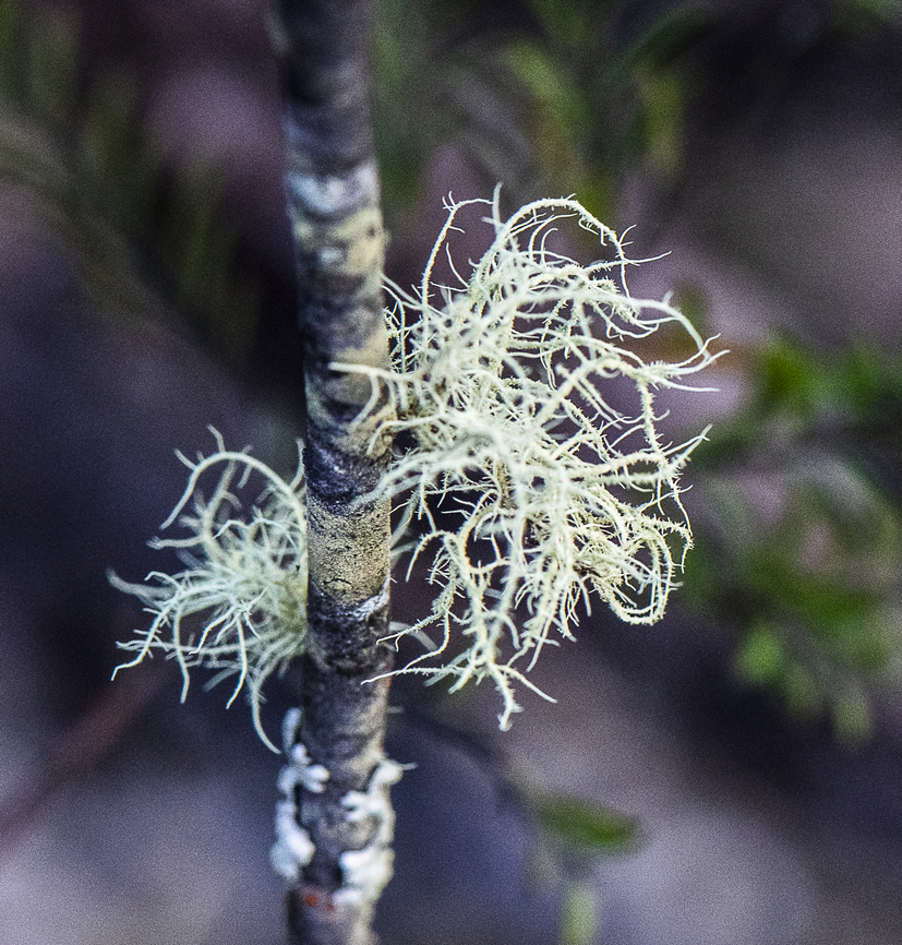 Bearded Lichen - Usnea  Australia,Beard Lichen,Fall,Geotagged,Usnea diplotypus