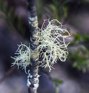 Bearded Lichen - Usnea  Australia,Beard Lichen,Fall,Geotagged,Usnea diplotypus