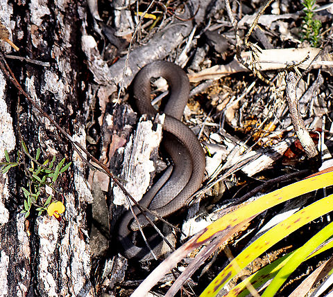 Eastern brown snake This young snake was not intentionally photographed but was in the corner of another subject Australia,Eastern brown snake,Fall,Geotagged,Pseudonaja textilis