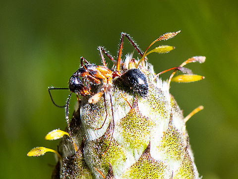 Gangly Insect - Sugar Ant  Australia,Fall,Geotagged,Sugar Ant