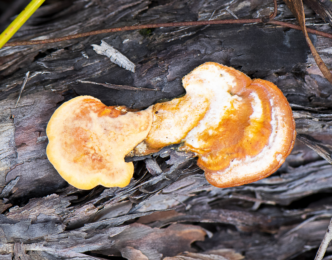 Fungi on bark  Australia,Fall,Geotagged