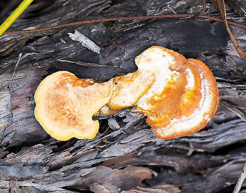 Fungi on bark  Australia,Fall,Geotagged
