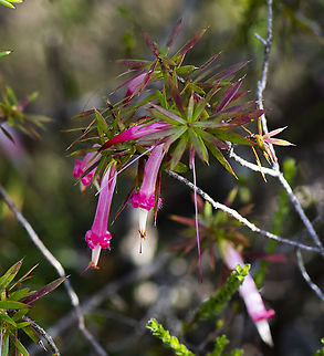 Red Five Corners - Styphelia tubiflora  Red Five-Corners,Styphelia tubiflora