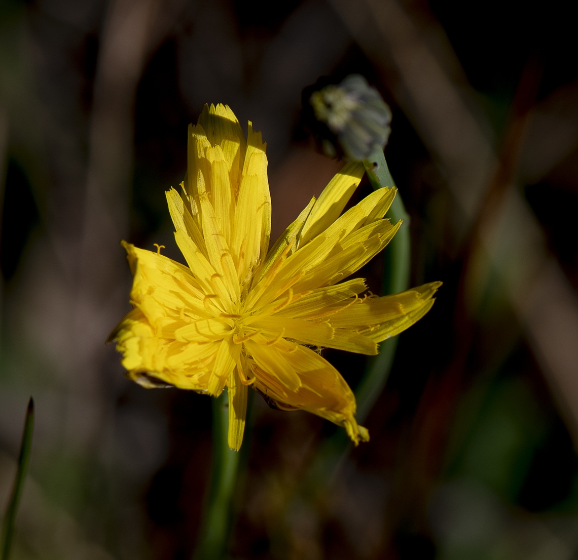 Murnong - Yam Daisy   Microseris sp.  Australia,Fall,Geotagged