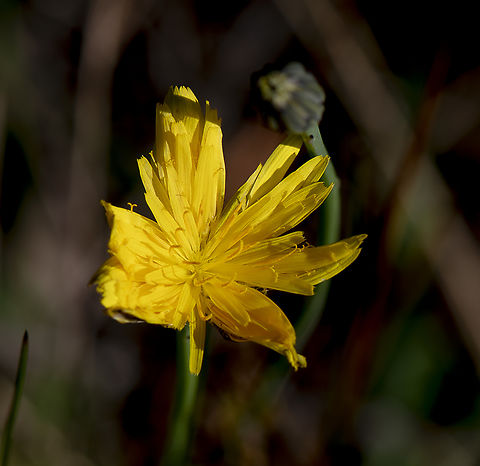 Murnong - Yam Daisy   Microseris sp.  Australia,Fall,Geotagged