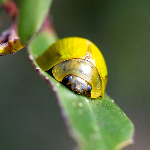 Leaf Beetle - Paropsisterna hectica  Australia,Fall,Geotagged,Paropsisterna hectica