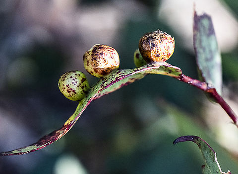 Coccid Galls  Australia,Coccidula rufa,Fall,Geotagged