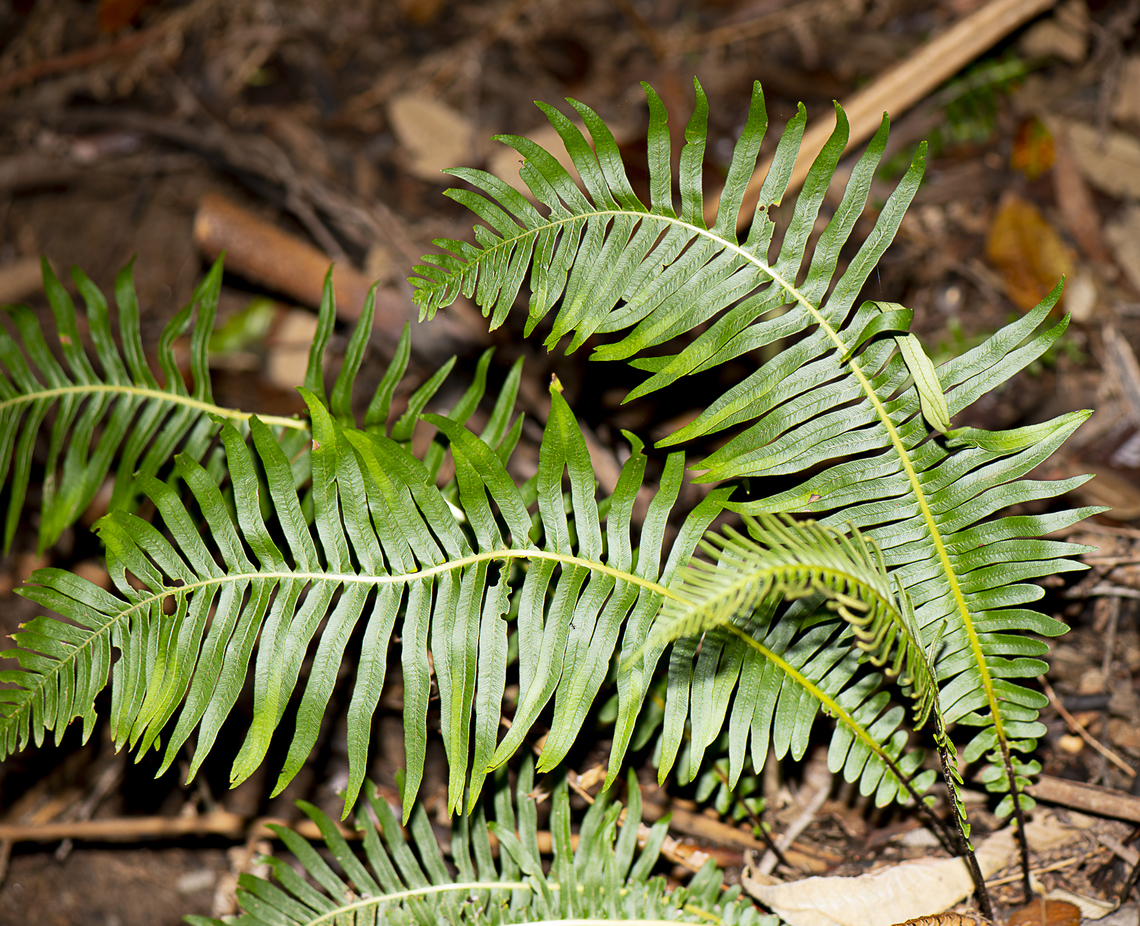 Fern  Australia,Fall,Geotagged