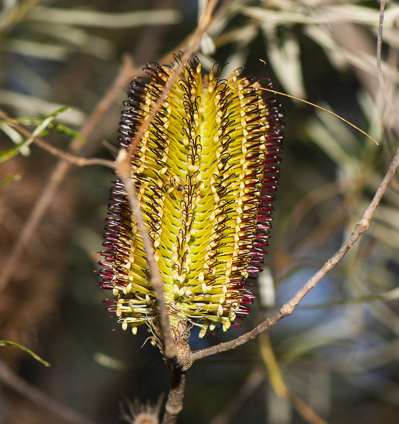 Hairpin Banksia  Australia,Banksia Spinulosa,Banksia spinulosa,Fall,Geotagged