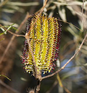 Hairpin Banksia  Australia,Banksia Spinulosa,Banksia spinulosa,Fall,Geotagged