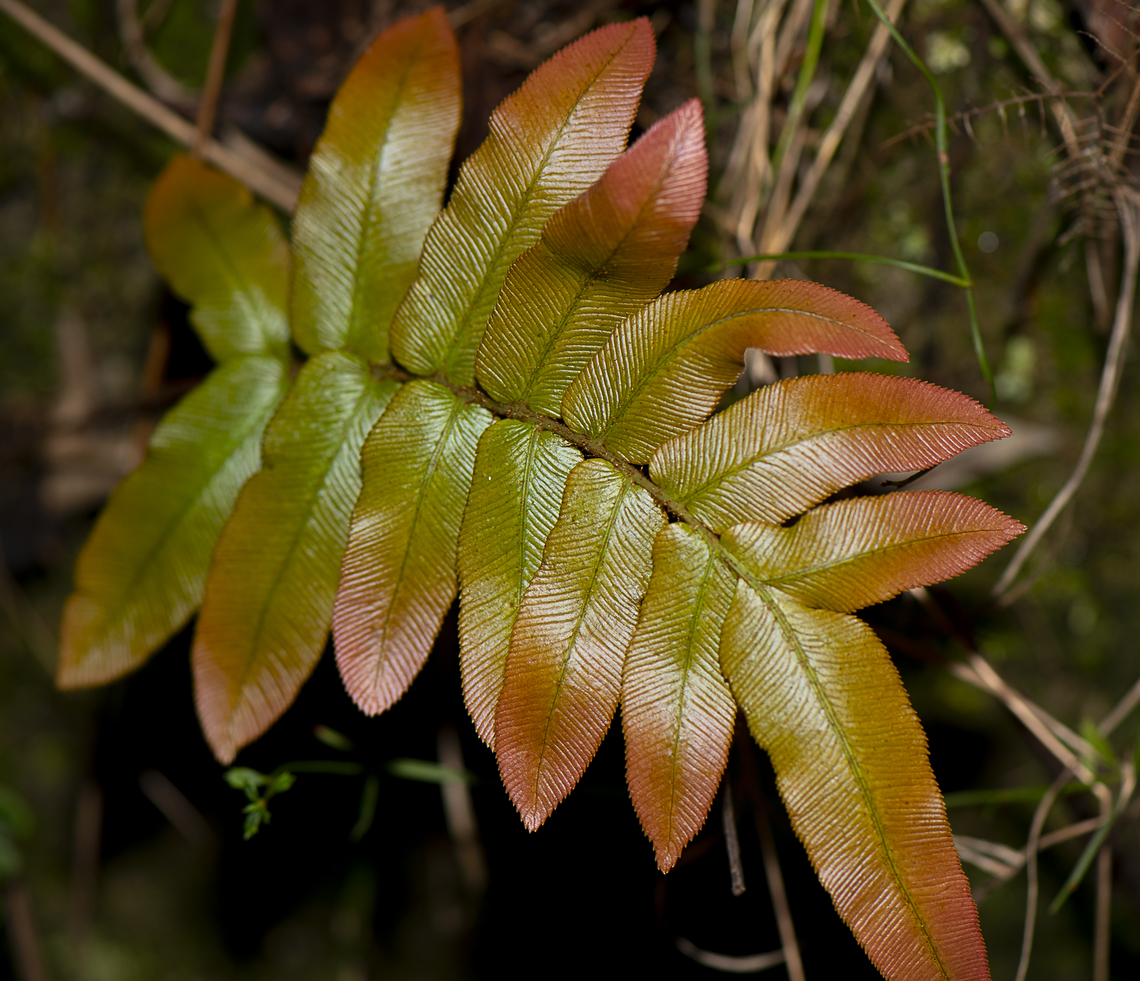 Hard Water Fern - Blechnum wattsii  Australia,Fall,Geotagged,Hard water fern,Parablechnum wattsii