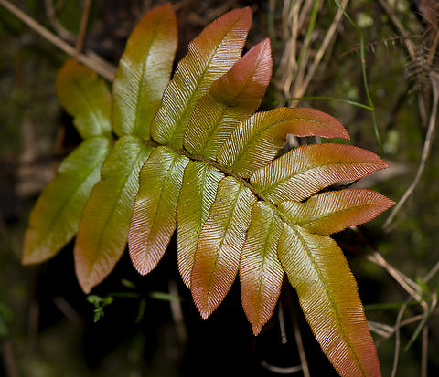 Hard Water Fern - Blechnum wattsii  Australia,Fall,Geotagged,Hard water fern,Parablechnum wattsii