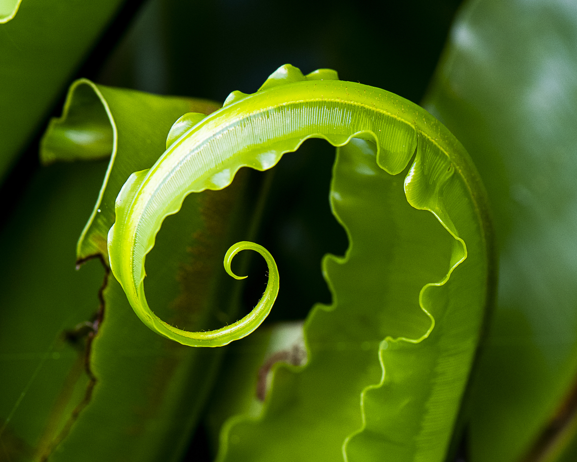 'Unfurling' Birds Nest Fern Frond  Asplenium nidus,Australia,Fall,Geotagged