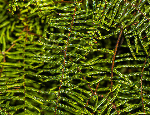 Pouched Coral Fern  Australia,Fall,Geotagged,Gleichenia dicarpa,Pouched coral fern