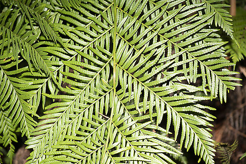 Large Fern  Australia,Fall,Geotagged