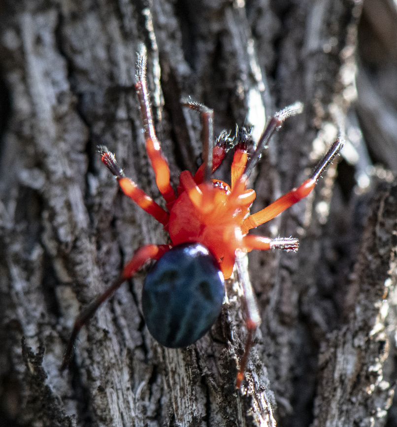 Ambicodamus crinitus  Ambicodamus crinitus,Australia,Fall,Geotagged