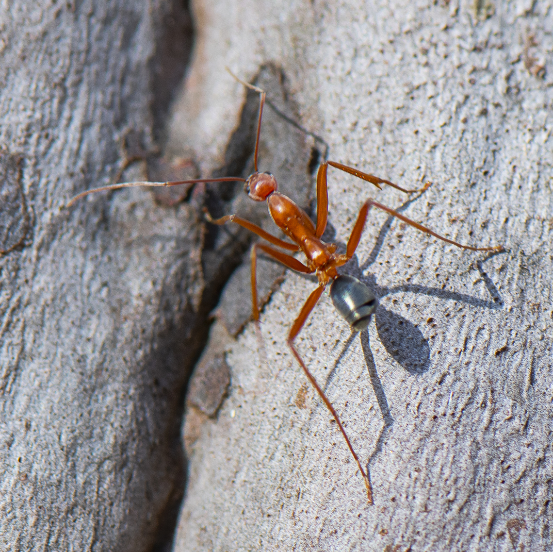 Spider Ant  Australia,Fall,Geotagged