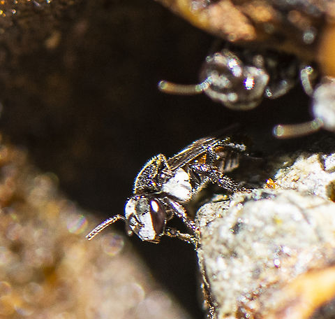 tetragonula carbonaria Found in a tree hive Australia,Charcoal Stingless Bee,Fall,Geotagged,Tetragonula carbonaria