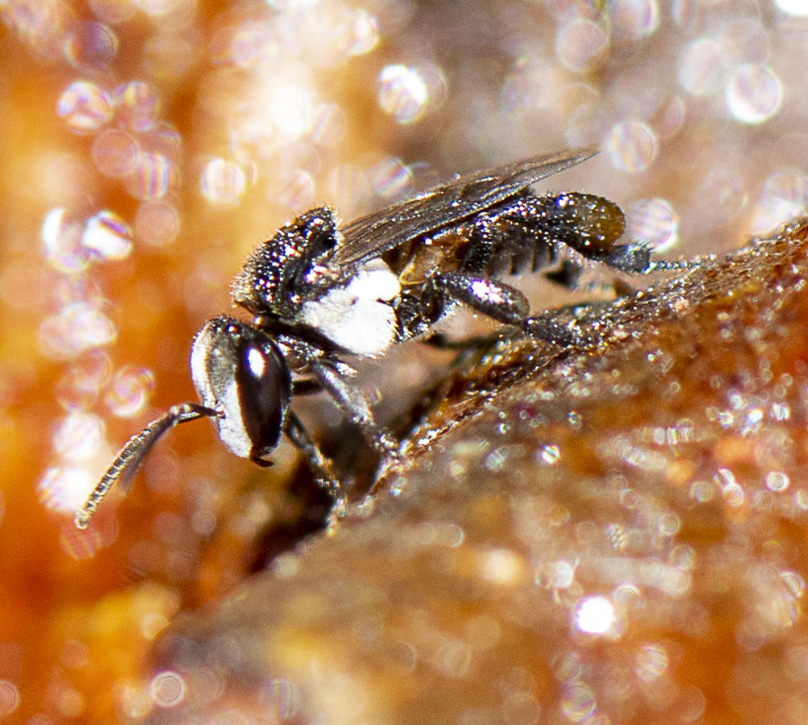 tetragonula carbonaria  Australia,Charcoal Stingless Bee,Fall,Geotagged,Tetragonula carbonaria