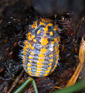 Bug - Monophlebulus pilosior  Australia,Fall,Geotagged,Monophlebulus pilosior