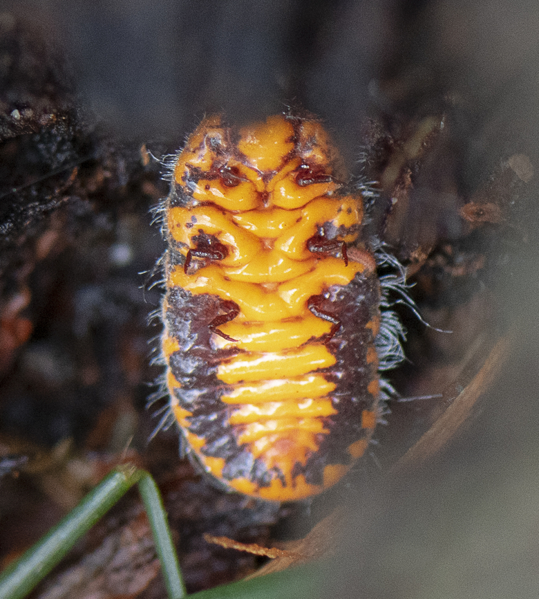 Underbug - Monophlebulus pilosior  Australia,Black-ringed Ladybird,Fall,Geotagged,Monophlebulus pilosior,Oenopia cinctella