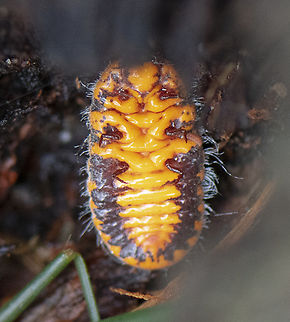 Underbug - Monophlebulus pilosior  Australia,Black-ringed Ladybird,Fall,Geotagged,Monophlebulus pilosior,Oenopia cinctella