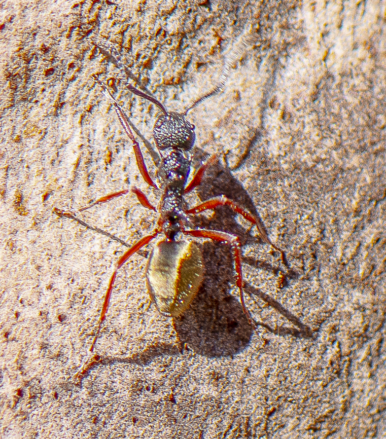 Ant - Dolichoderus attelaboides  Australia,Dolichoderus attelaboides,Dolichoderus rugosus,Dolichoderus scabridus,Dolichoderus sulcaticeps,Fall,Geotagged,Spring