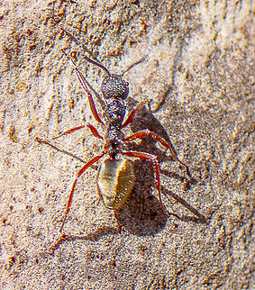 Ant - Dolichoderus attelaboides  Australia,Dolichoderus attelaboides,Dolichoderus rugosus,Dolichoderus scabridus,Dolichoderus sulcaticeps,Fall,Geotagged,Spring