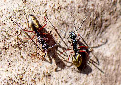Ant - Dolichoderus attelaboides  Australia,Dolichoderus attelaboides,Fall,Geotagged