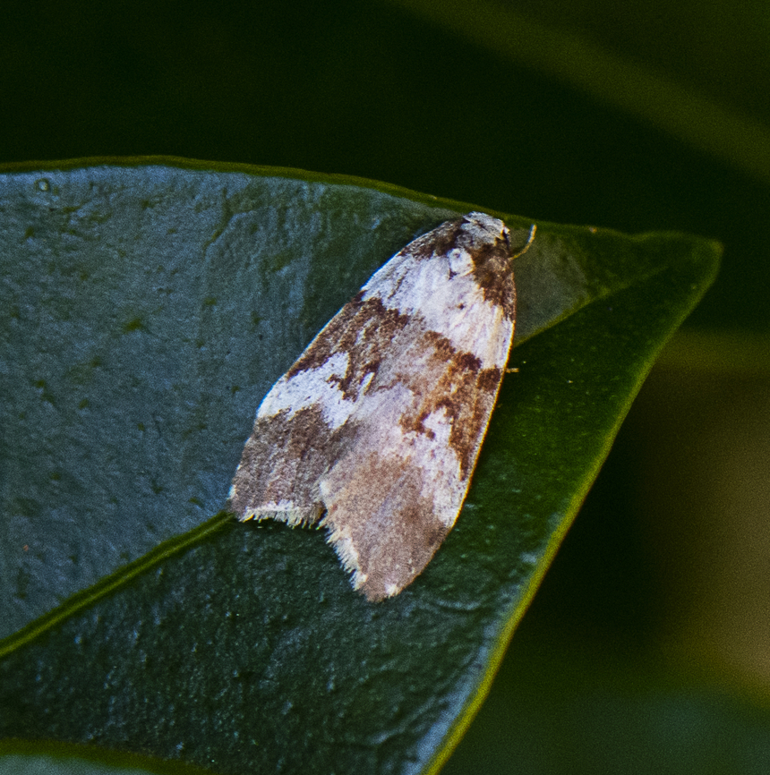 Halone sejuncta  Australia,Bird Dropping Lichen Moth,Fall,Geotagged,Halone sejuncta,Philenora aspectalella