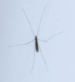 Crane Fly  Australia,Fall,Geotagged