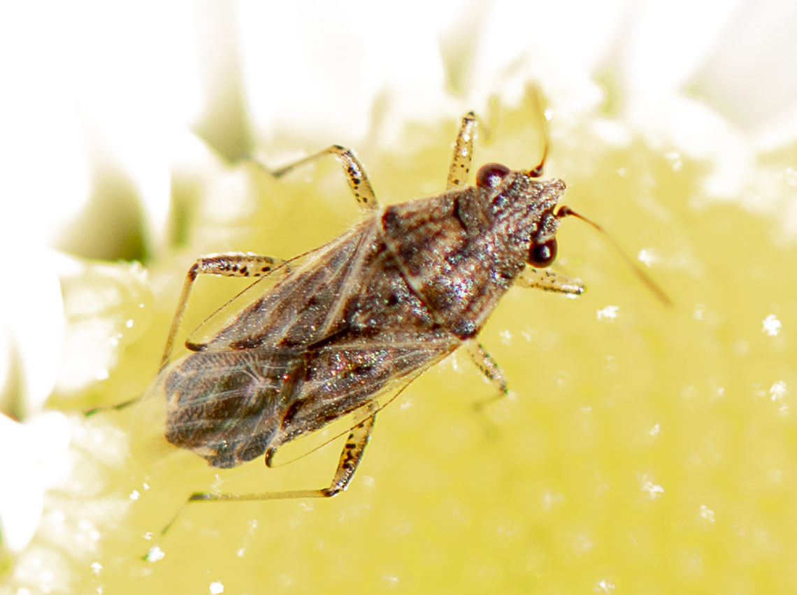 Nysius vinitor  Australia,Fall,Geotagged,Nysius immunis,Nysius vinitor,Rutherglen Bug