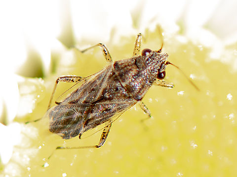 Nysius vinitor  Australia,Fall,Geotagged,Nysius immunis,Nysius vinitor,Rutherglen Bug